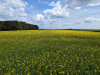 Paradiesgartenweg Hornbach, 
13. Mai 2023