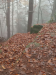 Leistadt - Sieben-Waldwunder-Weg,
10. November 2024