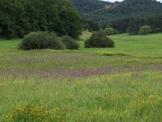 Rund um Busenberg